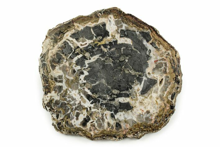 Jurassic Petrified Wood (Araucaria) Round - Utah #246251